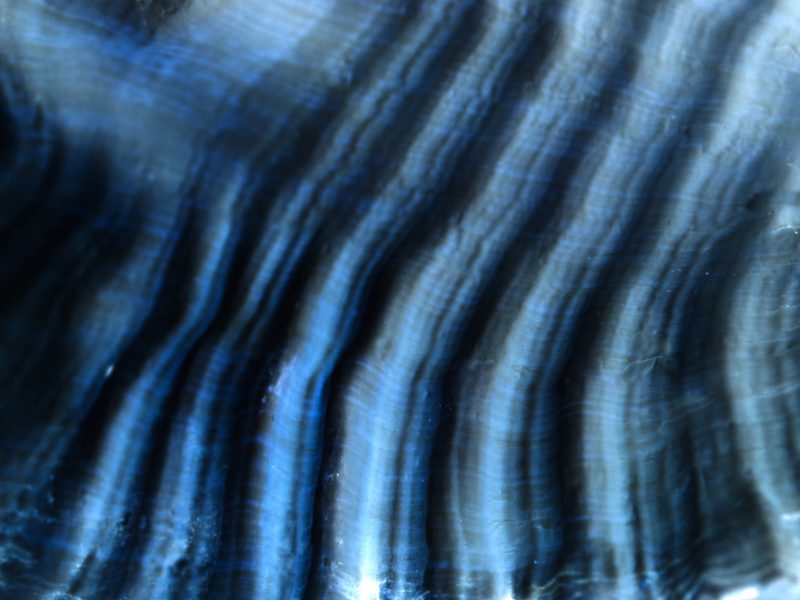 AL00418