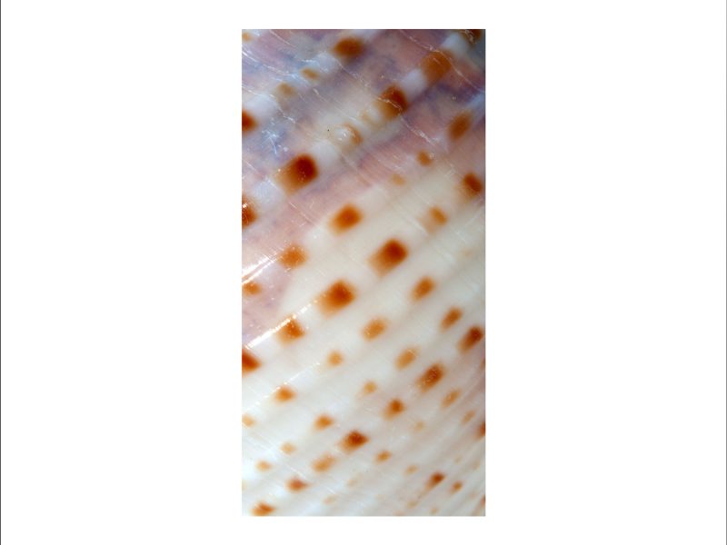 AL02677