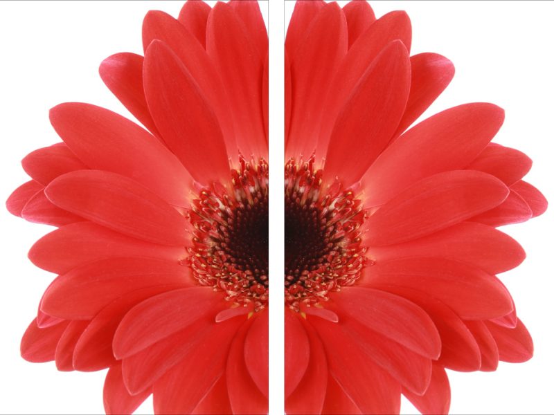 AL13799_SO2 more colors